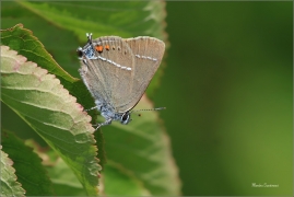 <p>OSTRUHÁČEK TRNKOVÝ (Satyrium spini) – jižní Morava /Blue spot hairstreak – Kreuzdorn-Zipfelfalter/</p>